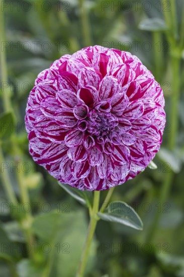 Dahlias (Dahlia), Münsterland, North Rhine-Westphalia, Germany