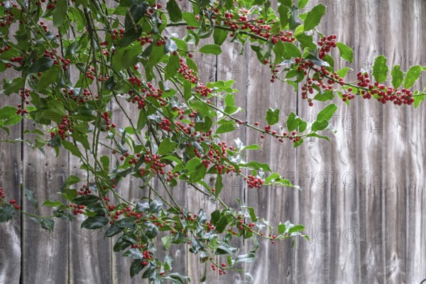 Holly (Ilex aquifolium), with red, poisonous fruits, Barken-Weseke, Münsterland, North Rhine-Westphalia, Germany