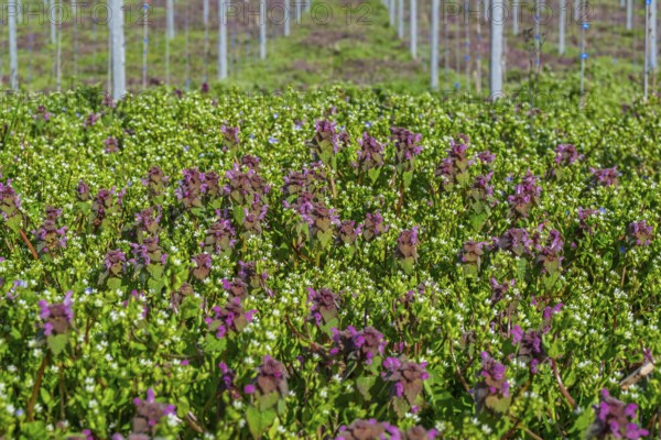 Purple deaf nettle (Lamium purpureum) in the vineyard, Südpfalz, Palatinate, Rhineland-Palatinate, Germany
