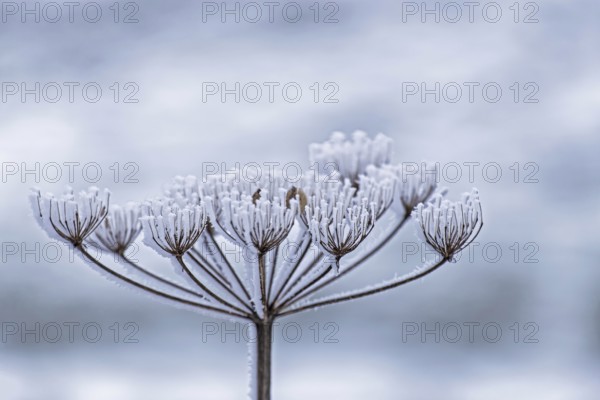Dried inflorescence of a plant coated with ice crystals, Münsterland, North Rhine-Westphalia, Germany
