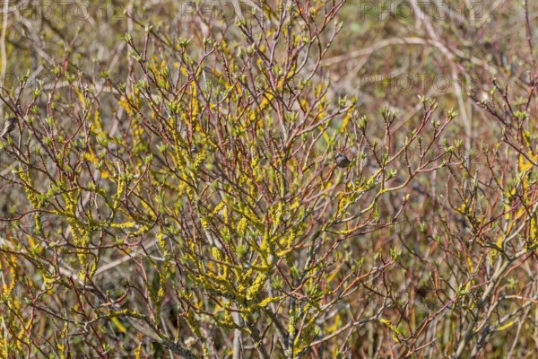 Branched plants with yellow lichens and green buds in a natural environment in spring, Rhineland-Palatinate, Germany