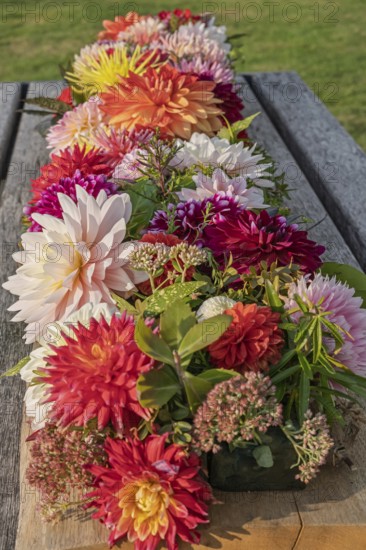 Dahlia arrangement (dahlia) as decoration on a wooden table, Münsterland, North Rhine-Westphalia, Germany