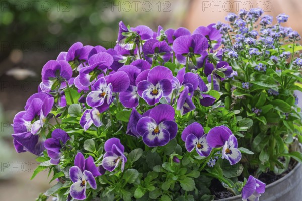 Horned violet (Viola cornuta) and forget-me-not (Myosotis), Palatinate, Rhineland-Palatinate, Germany