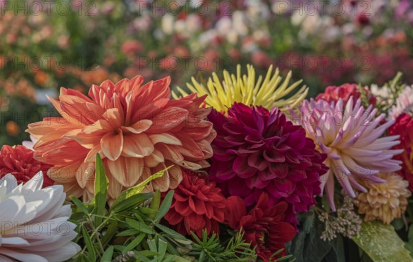 Flower arrangement of yellow, pink and pink dahlias, Münsterland, North Rhine-Westphalia, Germany