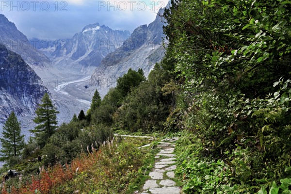 Hiking trail in autumn-colored surroundings with the Mer de Glace glacier, Mont-Blanc, Chamonix-Mont-Blanc, Haute-Savoie, France
