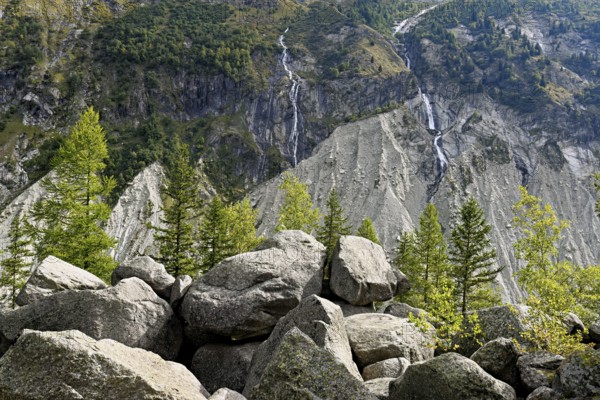 Larches stand in rocky terrain, Chamonix-Mont-Blanc, Haute-Savoie, France