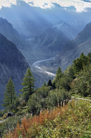 A group of autumn-colored narrow-leaved willow herbs (Epilobium angustifolium), behind the glacial tongue of Mer de Glace, Mont-Blanc, Chamonix-Mont-Blanc, Haute-Savoie, France