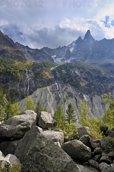 Larches stand in rocky terrain, behind Aiguille du Dru, Chamonix-Mont-Blanc, Haute-Savoie, France