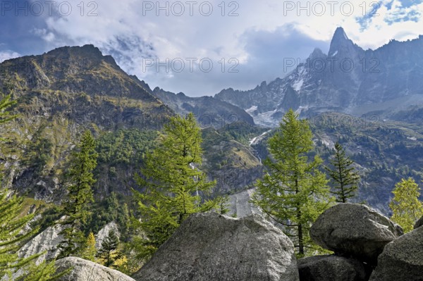 Larches stand in rocky terrain, behind Aiguille du Dru, Chamonix-Mont-Blanc, Haute-Savoie, France