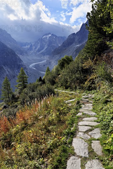Hiking trail in autumn-colored surroundings with the Mer de Glace glacier, Mont-Blanc, Chamonix-Mont-Blanc, Haute-Savoie, France
