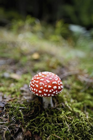 Poisonous toadstool (Amanita muscaria), in meadow, Chamonix, France