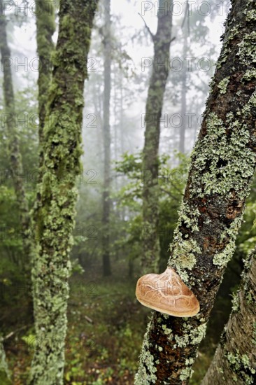 Birch porling (Piptoporus betulinus), on the trunk of a birch tree, Chamonix, France
