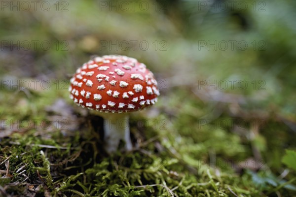 Poisonous toadstool (Amanita muscaria), in meadow, Chamonix, France