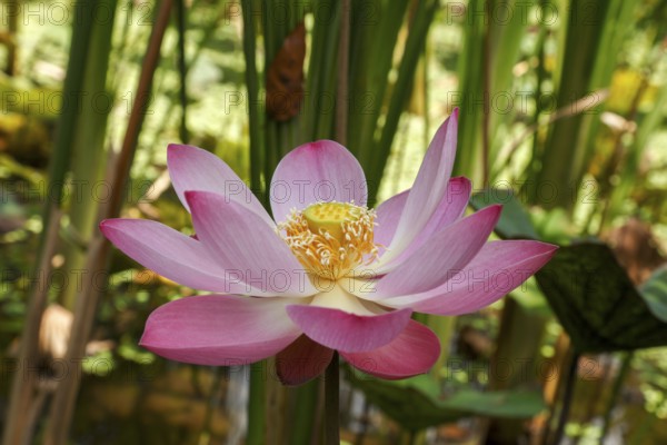 Lotus bud, Nelumbo nucifera, Bali, Indonesia