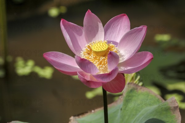 Lotus flower, Nelumbo nucifera, Bali, Indonesia