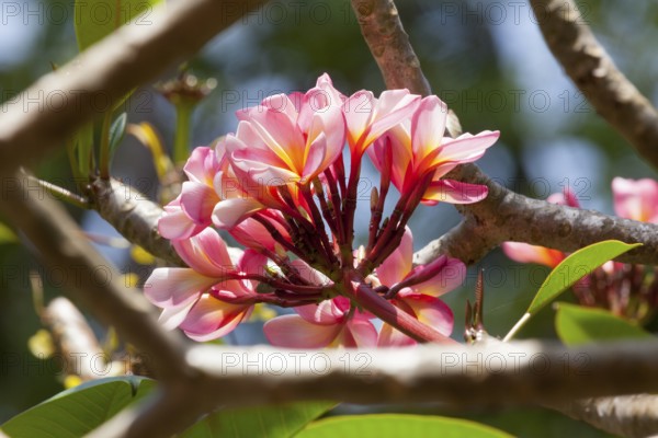 Rosa Franchipani flowers, Bali, Indonesia