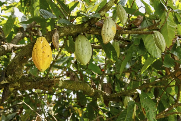 Cocoa tree with fruits, Bali, Indonesia