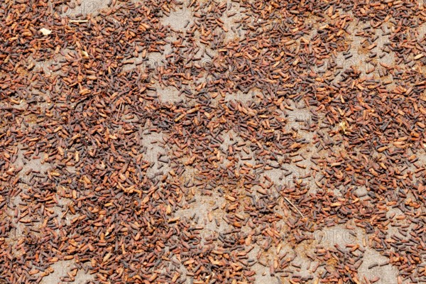 Spice, cloves, designed to dry, Bali, Indonesia