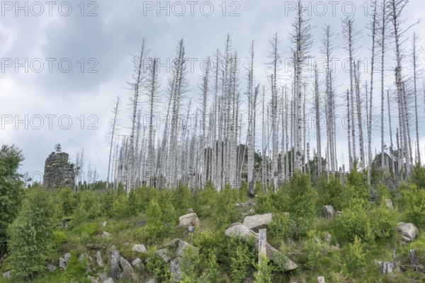 Dead trees and tree stumps on a rocky hill, rock tower, bare, dead tree trunks, common spruce (Picea abies) against bright cloudy sky, spruce monoculture, forest, dead wood, forest rejuvenation, natural rejuvenation, green undergrowth, tree death, spruce death due to drought, bark beetle infestation and climate change, climate disaster, drought, low mountain ranges, natural forest development, nature reserve, Harz National Park, Upper Harz near Schierke, Wernigerode, Harz district, Germany
