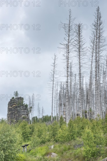 Dead trees on a rocky hill, rock tower, woolbag weathering, bare, dead tree trunks, common spruce (Picea abies) against bright cloudy sky, spruce monoculture, forest, dead wood, forest rejuvenation, natural rejuvenation, green undergrowth, tree death, spruce death due to drought, bark beetle infestation and climate change, climate disaster, drought, low mountain ranges, natural forest conversion, nature reserve, Harz National Park, Upper Harz near Schierke, Wernigerode, Harz district, Germany