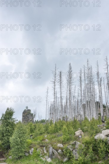 Dead trees and tree stumps on a rocky hill, rock tower, bare, dead tree trunks, common spruce (Picea abies) against bright cloudy sky, spruce monoculture, forest, dead wood, forest rejuvenation, natural rejuvenation, green undergrowth, tree death, spruce death due to drought, bark beetle infestation and climate change, climate disaster, drought, low mountain ranges, natural forest development, nature reserve, Harz National Park, Upper Harz near Schierke, Wernigerode, Harz district, Germany