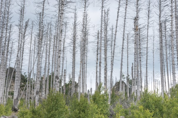 Dead trees on a rocky hill, rock towers, bare, dead tree trunks, common spruce (Picea abies) against bright cloudy sky, spruce monoculture, forest, dead wood, gloomy scenery, forest rejuvenation, natural rejuvenation, green undergrowth, tree death, spruce death due to drought, bark beetle infestation and climate change, climate disaster, drought, low mountain ranges, natural forest conversion, nature reserve, Harz National Park, Upper Harz near Schierke, Wernigerode, Harz district, Germany