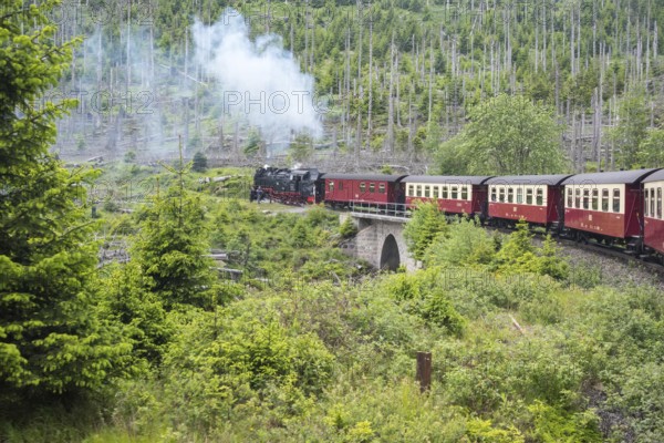 A steaming locomotive of the historic Brocken Railway with several wagons travels from Drei Annen Hohne to Brocken through a green, mountainous landscape over the Eckerloch bridge under Heinrichshöhe, bridge, railroad, steam locomotive, steam cloud, smoke, smoke, cloud of smoke, Harz narrow-gauge railways, narrow-gauge railway against forest backdrop, including dead wood of common spruce (Picea abies), regrowing trees, nature reserve, Harz National Park, Ostharz, Wernigerode, Harz district, Saxony-Anhalt, Germany