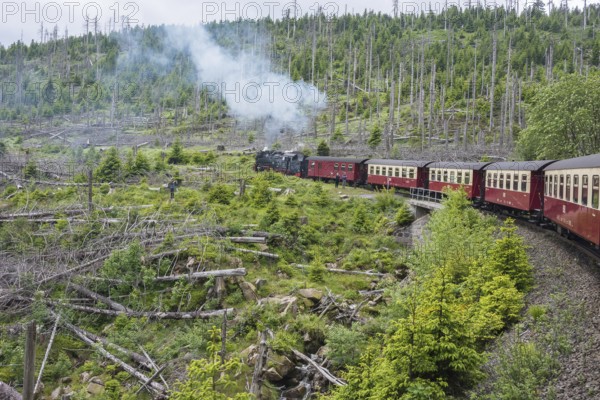 A steaming locomotive of the historic Brocken Railway with several wagons travels from Drei Annen Hohne to Brocken through a green, mountainous landscape over the Eckerloch bridge under Heinrichshöhe, bridge, railroad, steam locomotive, steam cloud, smoke, smoke, cloud of smoke, Harzer narrow-gauge railways, narrow-gauge railway, lying and standing dead wood of common spruce (Picea abies), regrowing trees, nature reserve, Harz National Park, Ostharz, Wernigerode, Harz District, Saxony-Anhalt, Germany