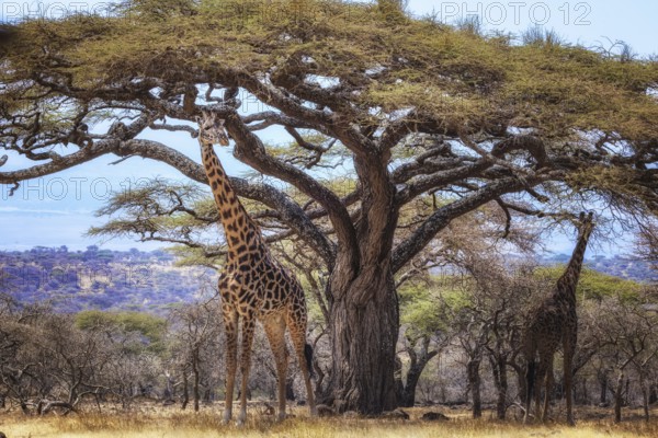 Giraffes linger under a large acacia tree in the African savanna landscape, Serengeti National Park, Tanzania
