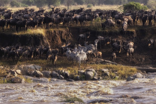 The Great Migration, wildebeest and zebras gather at a river's edge to migrate through the African savanna, Mara River