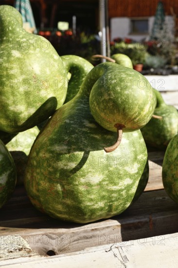 Green Kalebasse 'Speckled Swan' gooseneck gourd