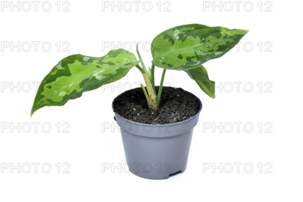 Small Aglaonema pictum tricolor houseplant with camouflage patterned leaves with dark green, light green and silvery spots on white background