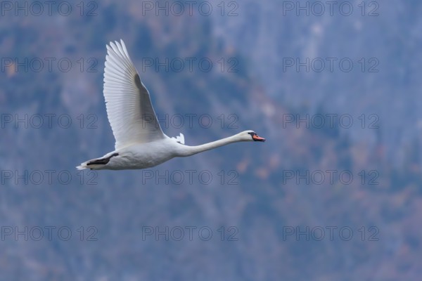 A mute swan (Cygnus olor) flies over a lake. In the background, a mountain forest can be seen in autumnal colors. Upper Austria