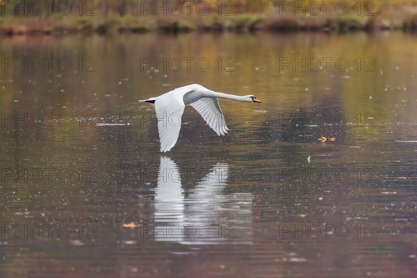 A mute swan (Cygnus olor) flies over a lake. A forest in autumn colors is reflected in the water. Upper Austria