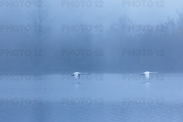 Two mute swans (Cygnus olor) fly over a lake on a cold and foggy morning. In the background, a forest is barely visible. Upper Austria