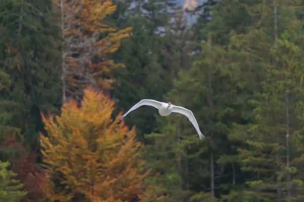 A Mute swan (Cygnus olor) flies over a lake. A forest infall colours can be seen in the background. Upper Austria