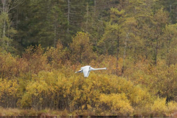 A mute swan (Cygnus olor) flies over a lake. In the background, a forest can be seen in autumnal colors. Upper Austria