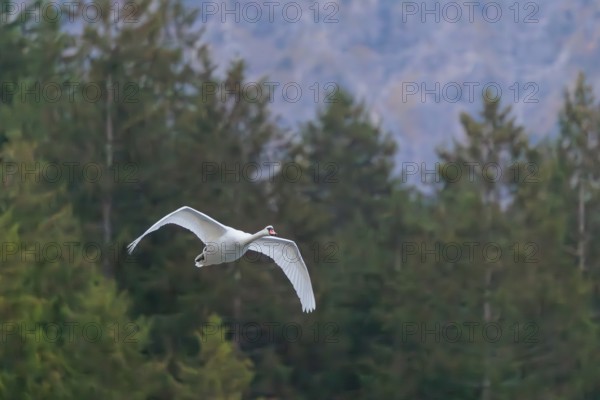 A mute swan (Cygnus olor) flies over a lake. A forest can be seen in the background. Upper Austria