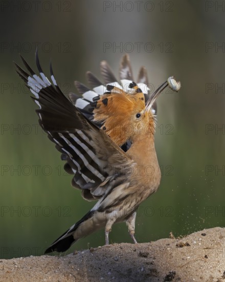 Hoopoe (Upupa epops) bird of the year 2022, male with food for the female or young birds, bridal gift, prey, foraging, interaction, landing on branch, raised hood, sunrise, interaction, food delivery, climate change, Middle Elbe biosphere reserve, Saxony-Anhalt, Germany