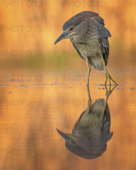 Night heron (Nycticorax nycticorax) young bird hunting in reeds, fishing, sunrise, shallow water zone, shore zone, reed belt, morning light, reflection, mirror-smooth water, windless, Kiskunsag National Park, Hungary