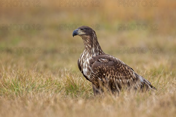 White-tailed eagle (Haliaeetus albicilla) young bird hunting, foraging on the ground, hunting, fleeing, bird of prey, water-rich landscape, Saxony-Anhalt, Germany