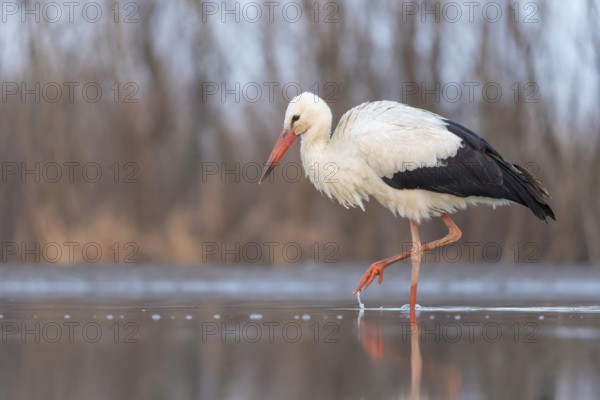 White stork (Ciconia ciconia) rattles' stork, hunting, fishing, foraging, sunrise, night, hunting scene, shallow water zone, shore zone, reed belt, morning light, Kiskunsag National Park, Hungary