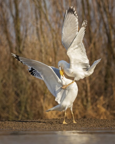 Steppe gull (Larus cachinnans) large gull, interacting, two birds, predators, food envy, flapping their wings, on the water and on the ground, swinging, Kiskunsag National Park, Hungary