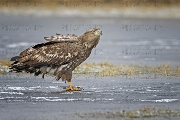 White-tailed eagle (Haliaeetus albicilla) young bird hunting, seascape, frozen lake, frost, ice, preying, hunting, water birds fleeing, herons fleeing, fleeing, raptor, shallow water zone, bird of prey, water-rich landscape, Saxony-Anhalt, Germany