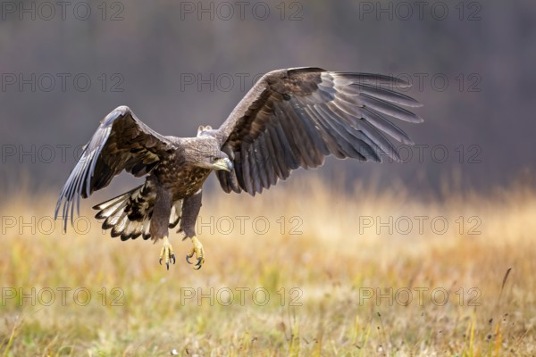 White-tailed eagle (Haliaeetus albicilla) young bird hunting, flying, wingflapping, swinging, foraging on the ground, preying, hunting, fleeing, bird of prey, landscape rich in water, Saxony-Anhalt, Germany