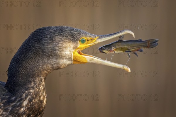 Cormorant (Phalacrocorax carbo) with catfish as prey, hunting, fishing, successful, black dwarf catfish (Ameiurus melas), eating, invasive species, hunting scene, sunrise, morning light, Kiskunsag National Park, Hungary