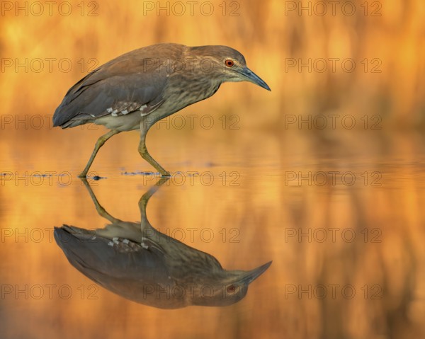 Night heron (Nycticorax nycticorax) young bird hunting in reeds, fishing, sunrise, shallow water zone, shore zone, reed belt, morning light, reflection, mirror-smooth water, windless, Kiskunsag National Park, Hungary