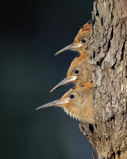 Hoopoe (Upupa epops) bird of the year 2022, young birds looking out of brood cave, food delivery, hungry young birds, three chicks, climate change, begging calls, Middle Elbe Biosphere Reserve, Saxony-Anhalt, Germany