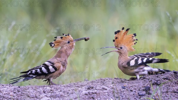 Hoopoe (Upupa epops) bird of the year 2022, male with food for the female, bridal gift, prey, foraging, pairing, mating, bonnet, sunrise, interaction, on the ground, delivery of food, sandhills, sand bathing, climate change, Middle Elbe biosphere reserve, Saxony-Anhalt, Germany
