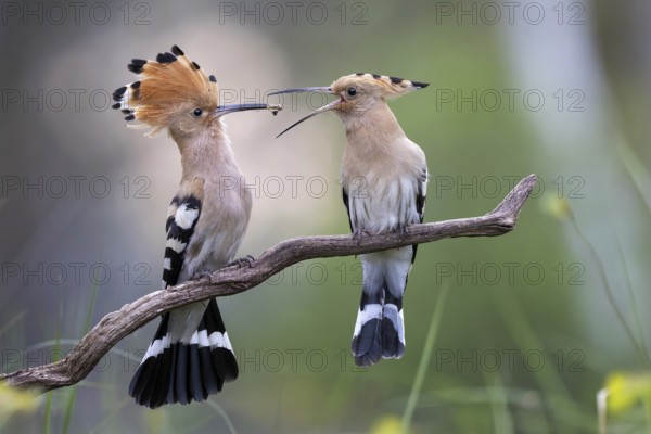 Hoopoe (Upupa epops) bird of the year 2022, male with food for the female, bridal gift, prey, foraging, interaction, couple, pairing, raised bonnet, sunrise, interaction, food delivery, climate change, Middle Elbe biosphere reserve, Saxony-Anhalt, Germany